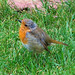 Robin Sexton Photo 39