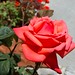 Rose Ferrante Photo 15