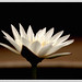 Lily Chang Photo 37