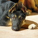 Sandy Shepherd Photo 20