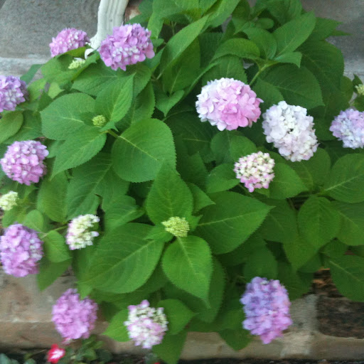Nancy Dailey Photo 29