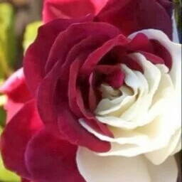 Rosalinda Campos Photo 12