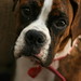 Jean Brindle Photo 7
