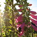 Janice Ray Photo 16