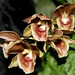 Janet Large Photo 17
