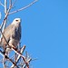 Sandra Hawks Photo 5