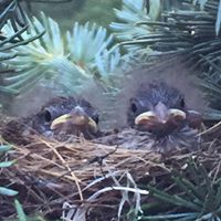 Nancy Goins Photo 10