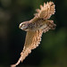 Michael Burrows Photo 27