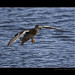 Richard Colvert Photo 4