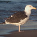 Bob Hammond Photo 23