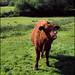 Ruby West Photo 3