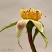 Susan Rose Photo 46