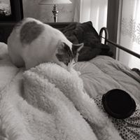 Cheryl Schell Photo 19