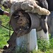 Sandy Shepherd Photo 26