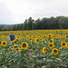 Carolyn Field Photo 7