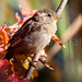 Albert Sparrow Photo 9