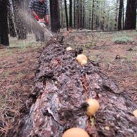 Chad Roth Photo 12