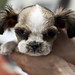 Lung Shih Photo 4