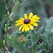 Susan Heinz Photo 28