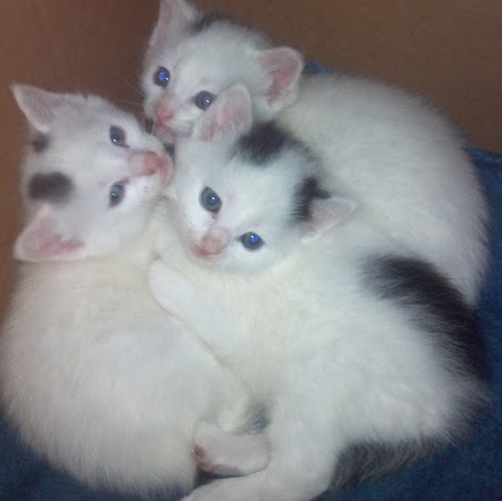 Debra Dobbs Photo 13