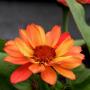 Teresa Mcclain Photo 29
