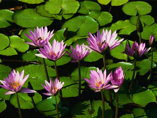 Oanh Pham Photo 18