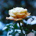 Quentin Rose Photo 21