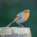 Robin Heath Photo 15
