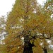 Steven Chestnut Photo 22