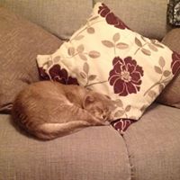 Sue Shepherd Photo 42