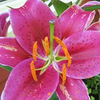 Nancy Boyer Photo 14