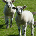 John Lamb Photo 26