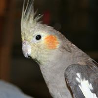 Mary Parrot Photo 13