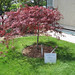 Roberta Maple Photo 3