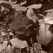 Rose Ferrante Photo 12