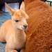 Joyce Fair Photo 14
