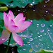 Tam Pham Photo 19