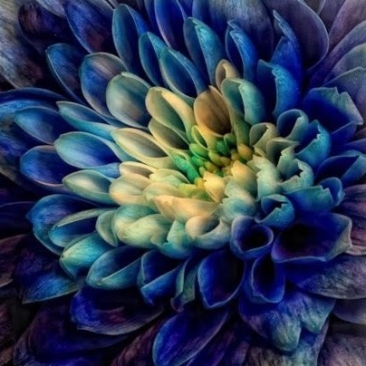 Robin Altman Photo 24