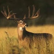 Justin Leach Photo 26
