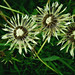 Eileen Simpson Photo 13