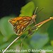 Susan Hanlon Photo 25
