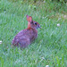 David Tibbetts Photo 40
