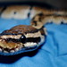 Gerald Thomas Photo 16