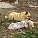 Sandy Shepherd Photo 24