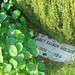 Janet Morin Photo 31