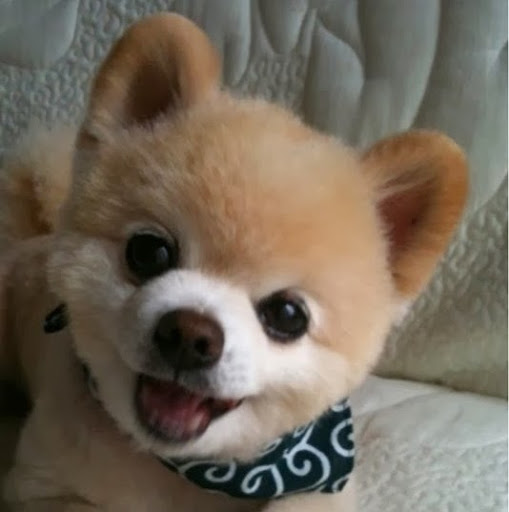 Hongjie Yu Photo 1