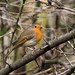 Robin Heath Photo 17