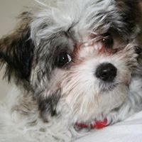 Ruby White Photo 19