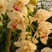 Maryanne White Photo 31