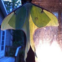 Carolyn Griggs Photo 14